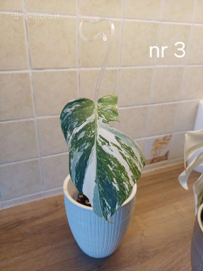 Monstera albo variegata - nuotraukos Nr. 6