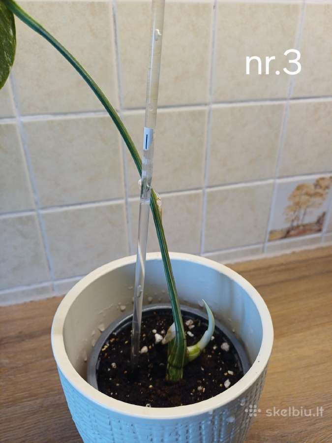 Monstera albo variegata - nuotraukos Nr. 7