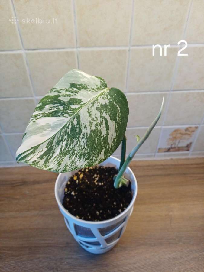 Monstera albo variegata - nuotraukos Nr. 5