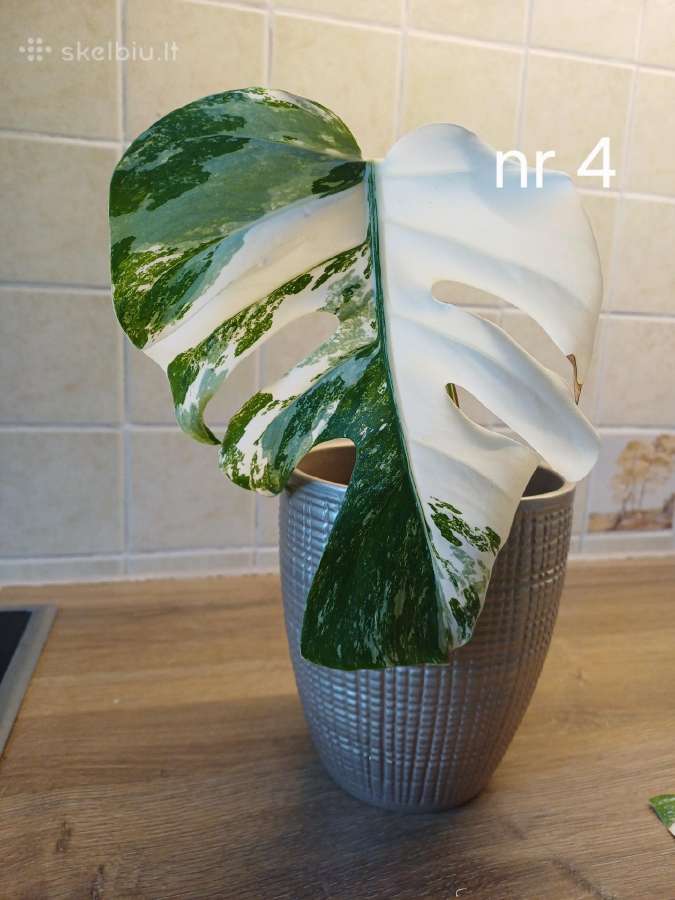 Monstera albo variegata - nuotraukos Nr. 8