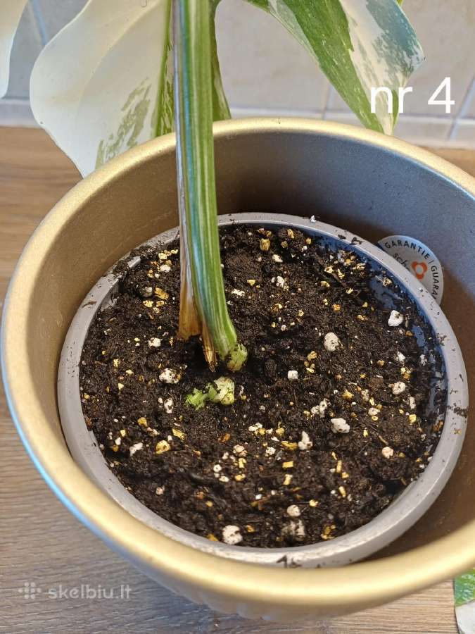 Monstera albo variegata - nuotraukos Nr. 9