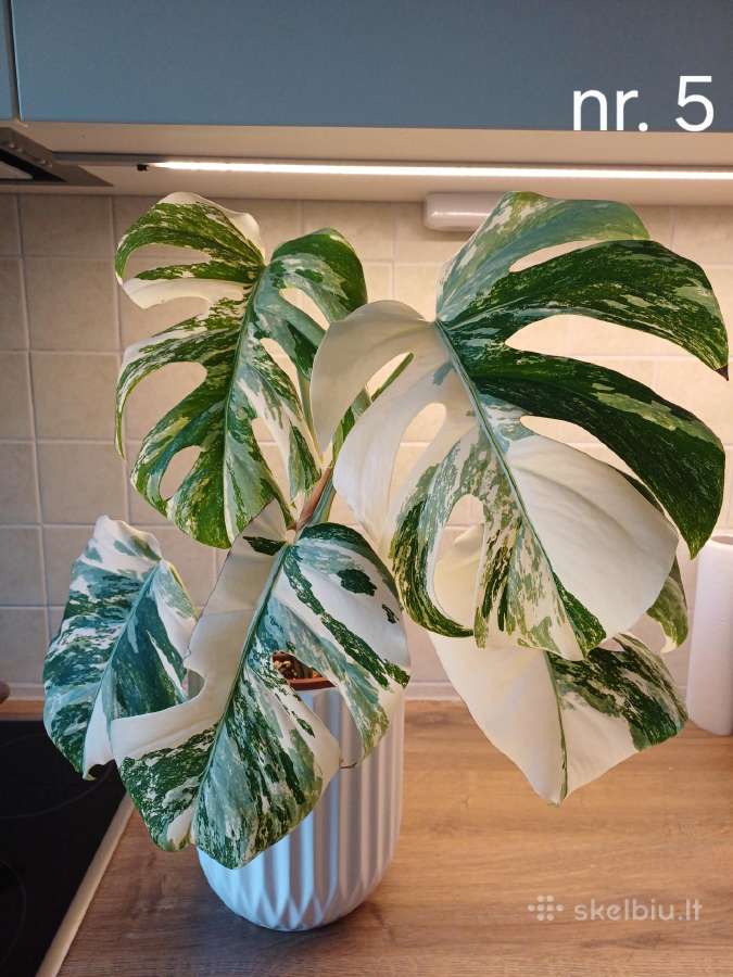 Monstera albo variegata - nuotraukos Nr. 10
