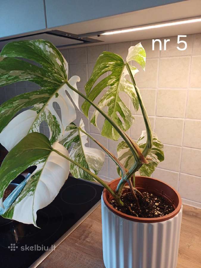 Monstera albo variegata - nuotraukos Nr. 11