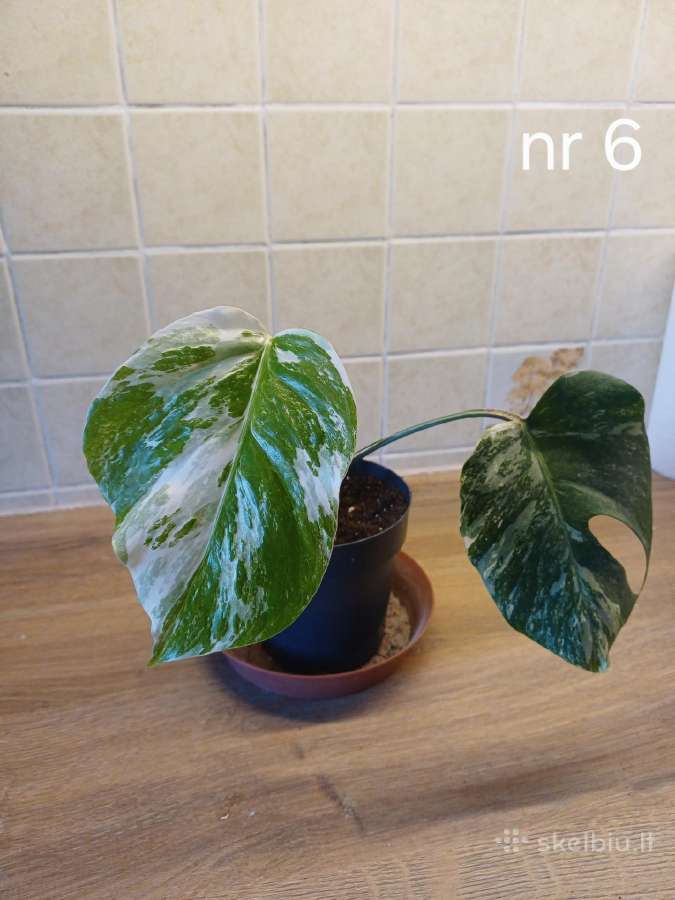 Monstera albo variegata - nuotraukos Nr. 12