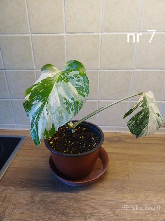Monstera albo variegata - nuotraukos Nr. 13