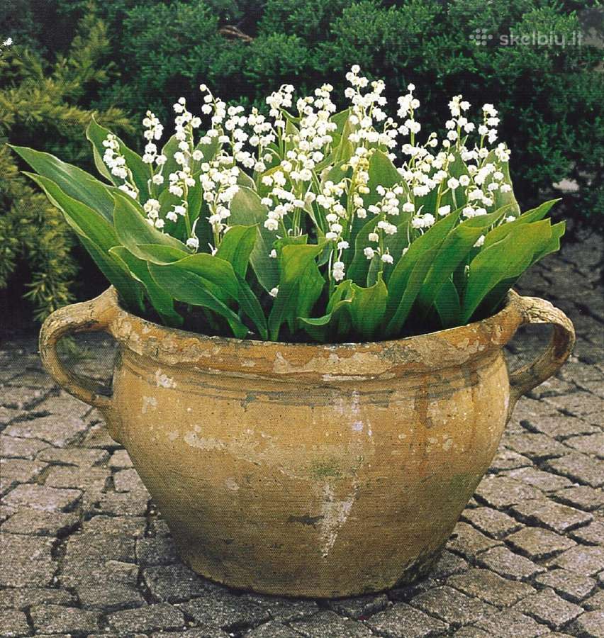 Paprastoji pakalnutė/convallaria majalis - nuotraukos Nr. 2