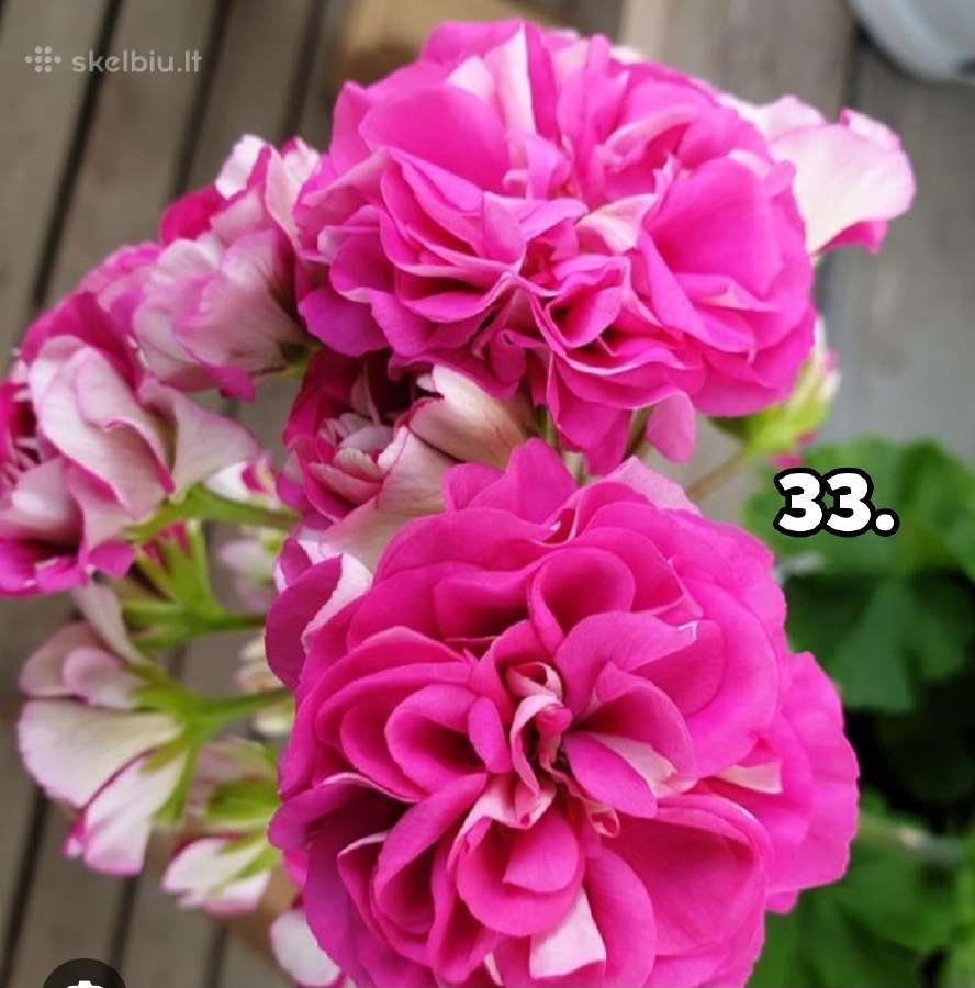 Pelargonija. eukomius 2.5€ kanos 1.80.10€ - nuotraukos Nr. 24