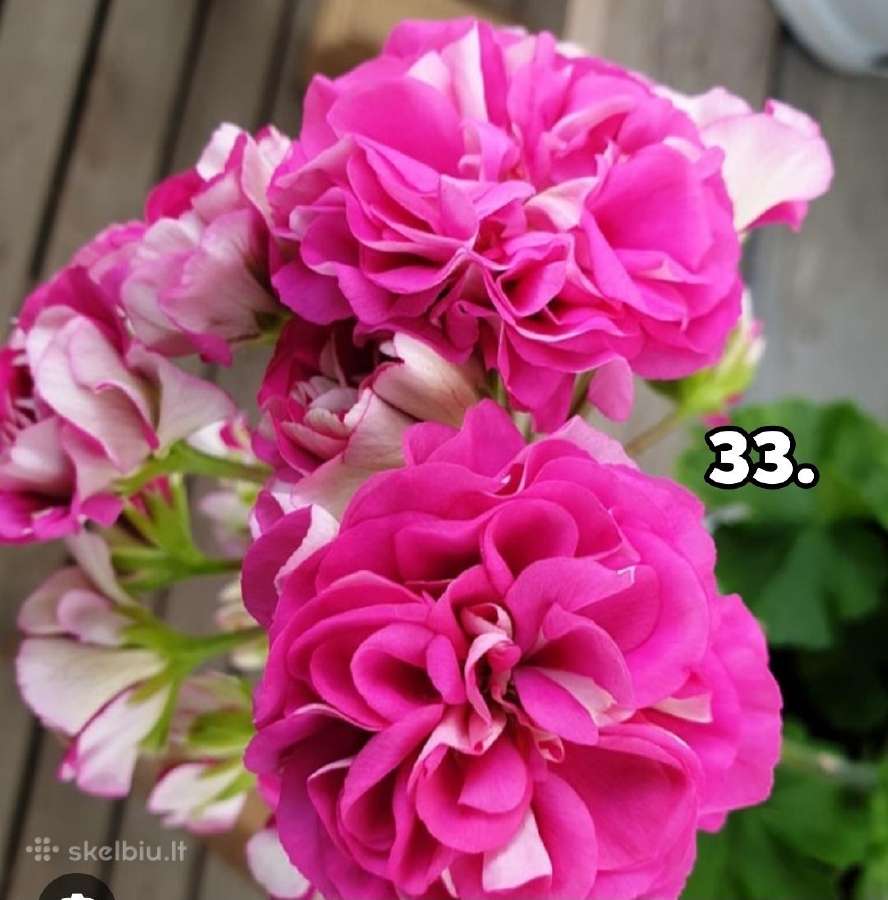 Pelargonija - nuotraukos Nr. 25