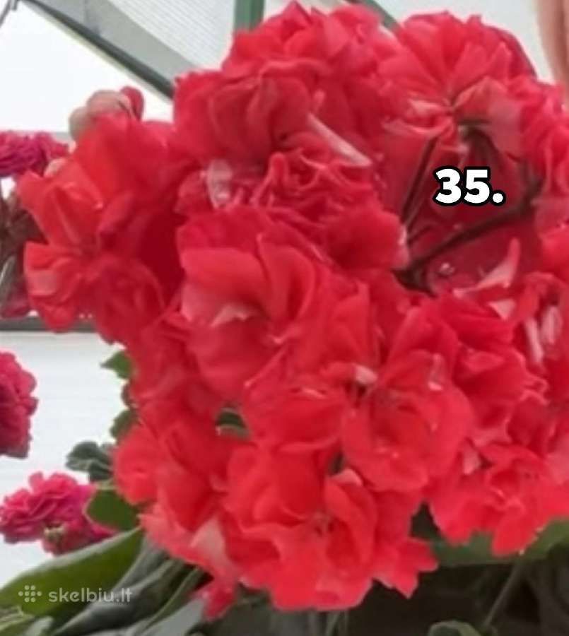 Pelargonija - nuotraukos Nr. 27