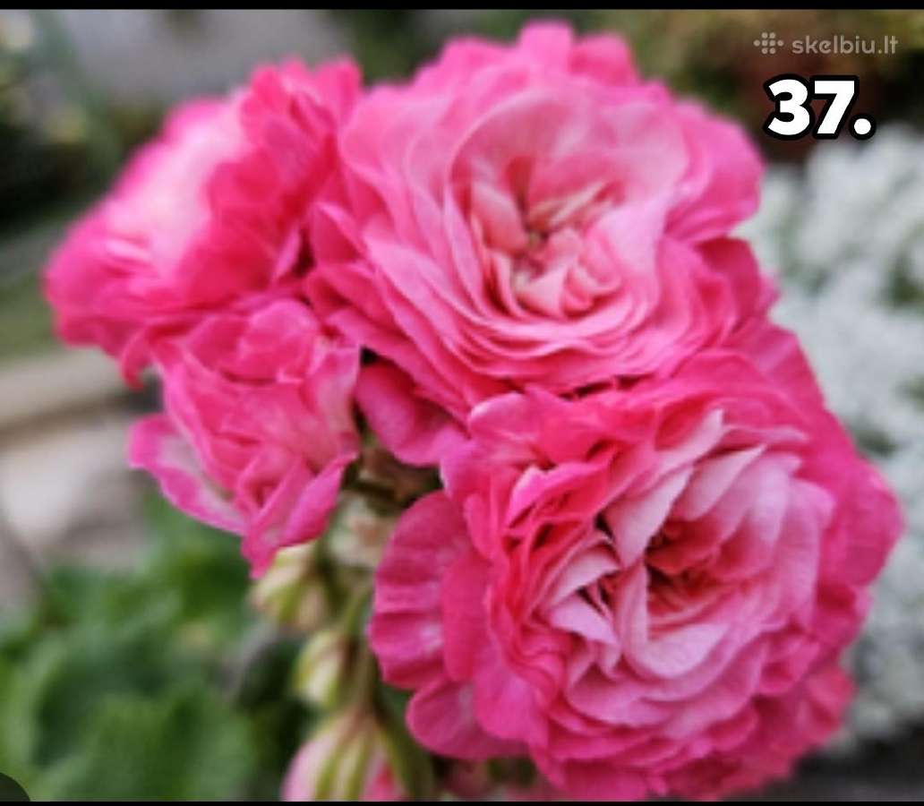 Bengalai. Pelargonija. Bengalai - nuotraukos Nr. 24