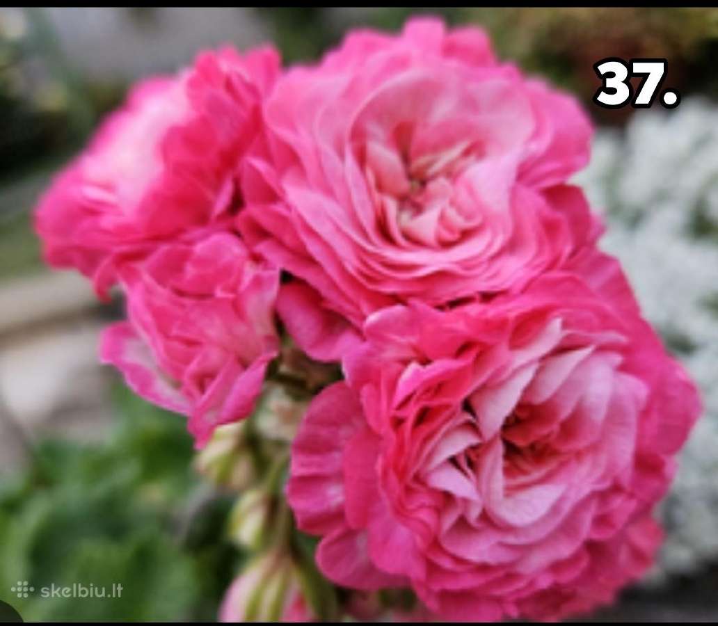Pelargonija - nuotraukos Nr. 26