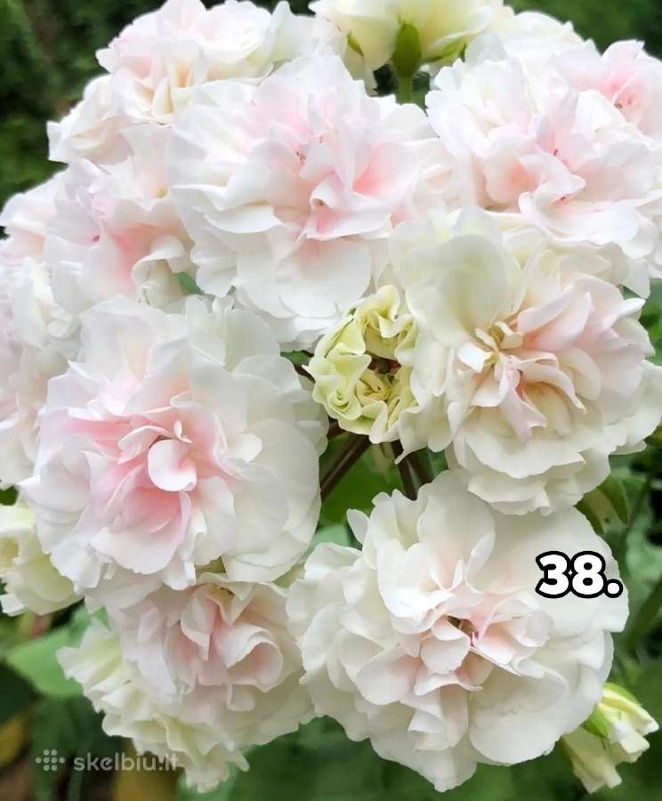 Pelargonija - nuotraukos Nr. 28