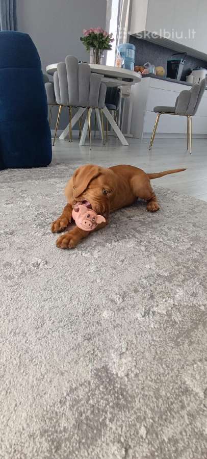 Vizsla Šuniukai pasiruošę keliauti į naujus namus - nuotraukos Nr. 37