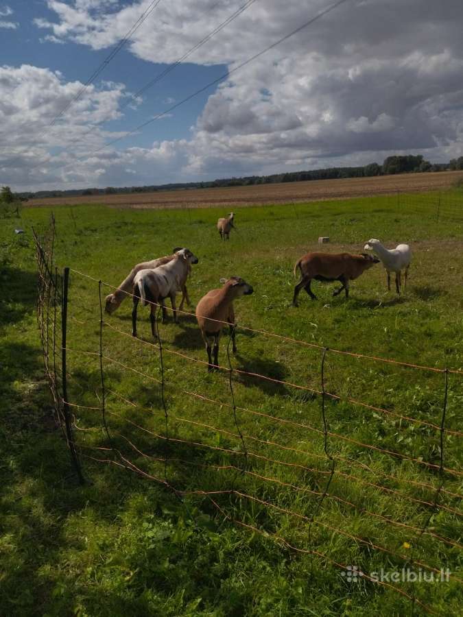 Kamerūno Bevilnės Avys - nuotraukos Nr. 3