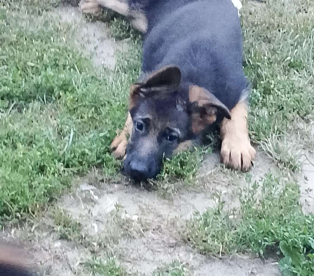 Vokiečių aviganiai su kilmės dokumentais - nuotraukos Nr. 9