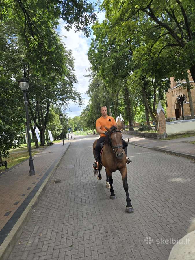 Parduodu apjotą Lietuvos sunkiųjų kumelę - nuotraukos Nr. 8