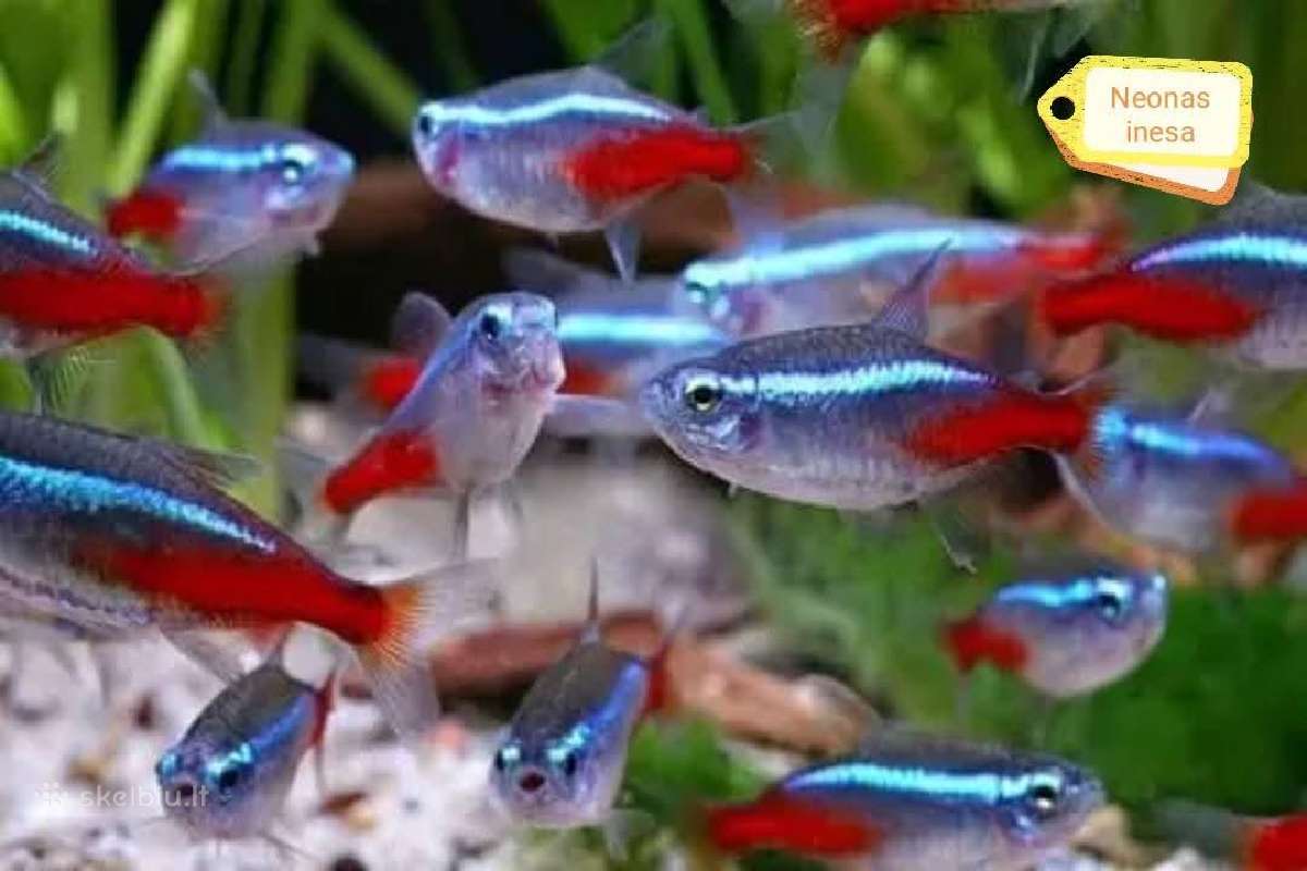 Įvairios akvariumo žuvytės, augalai, maistelis - nuotraukos Nr. 32