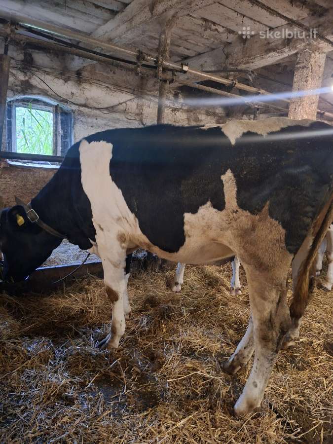 Holšteinų veislės telyčios - nuotraukos Nr. 3