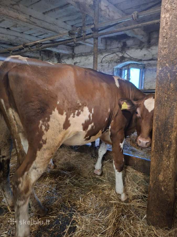 Holšteinų veislės telyčios - nuotraukos Nr. 5