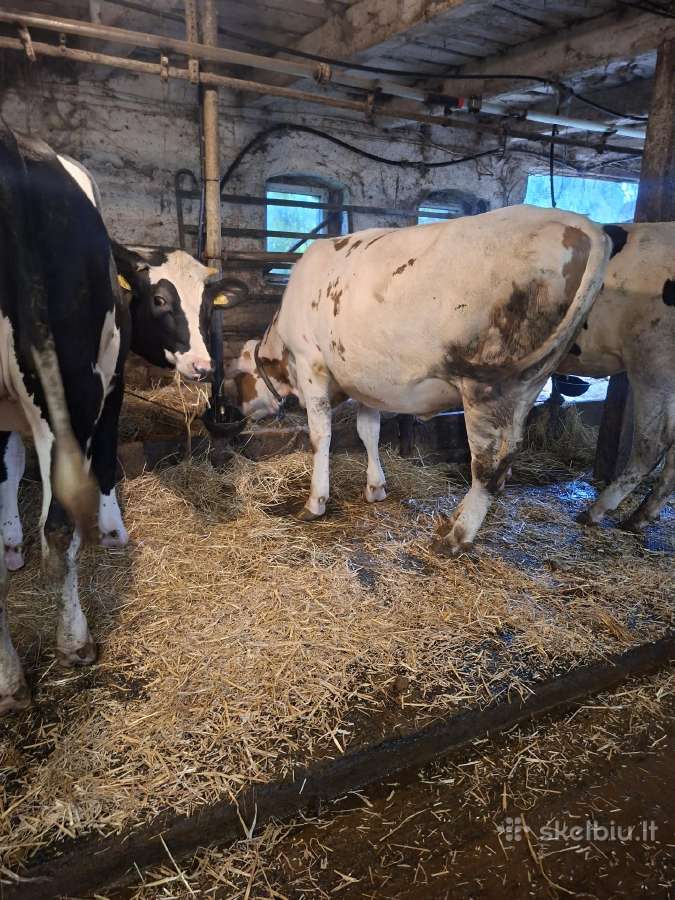 Holšteinų veislės telyčios - nuotraukos Nr. 6