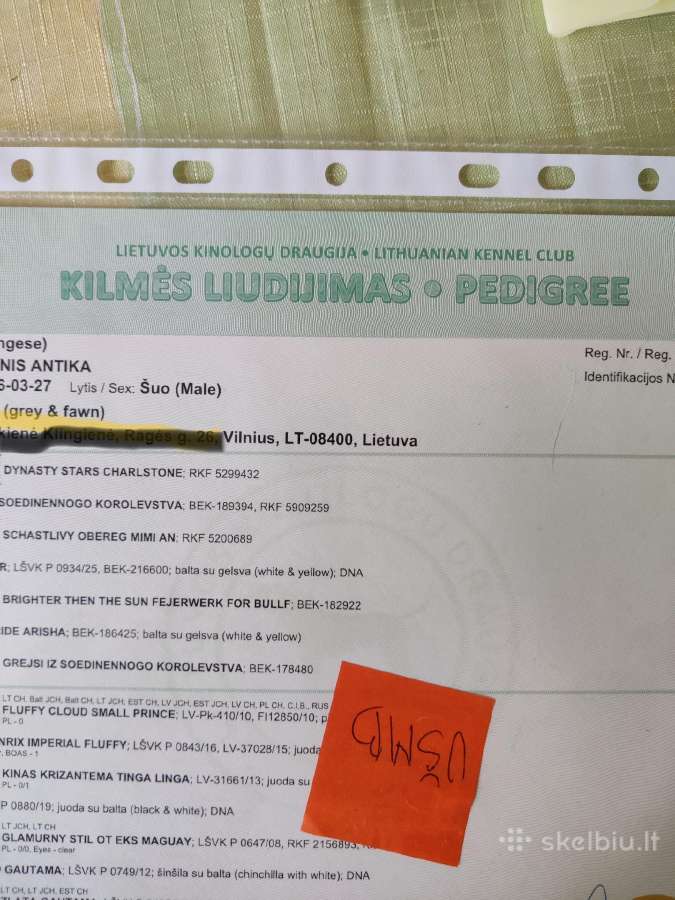 Pekino šuniukai Lkd Fci. Tel. - nuotraukos Nr. 14