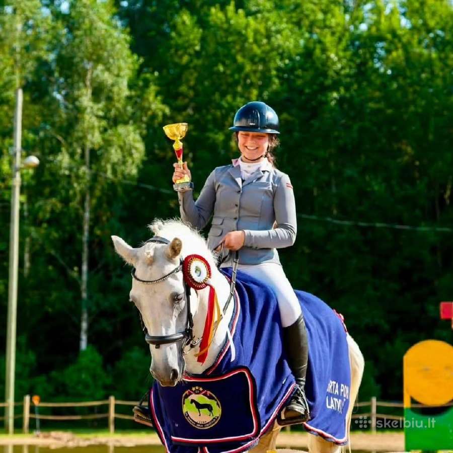 Universalus sportinis Conemara ponis - nuotraukos Nr. 5