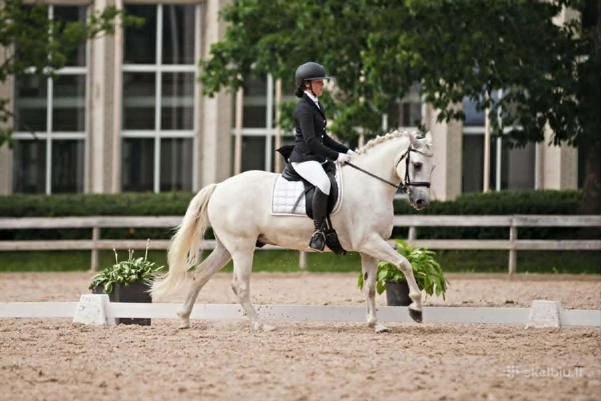Universalus sportinis Conemara ponis - nuotraukos Nr. 7