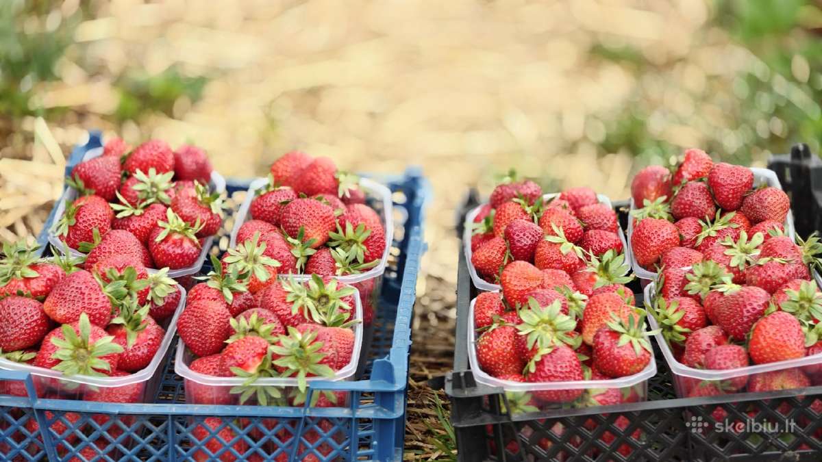 Braškių daigai 0.40/eur vnt - nuotraukos Nr. 3
