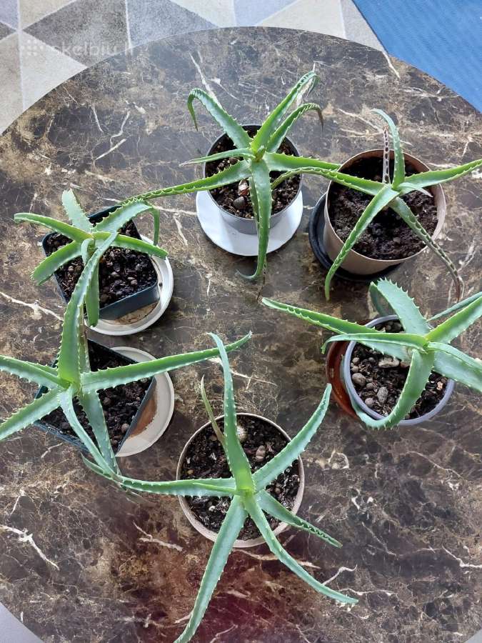 Gėlė Aloe - nuotraukos Nr. 2
