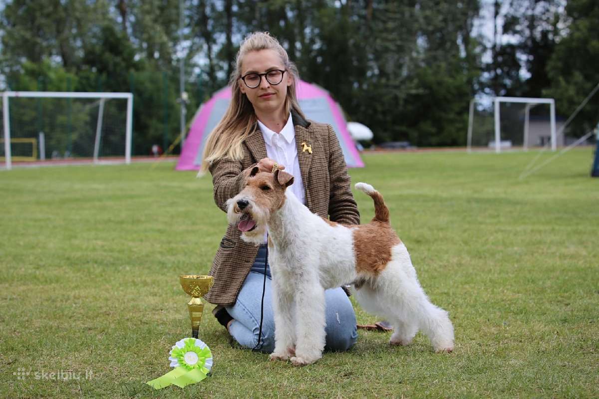 Šiurkščiaplaukiai foksterjerai - nuotraukos Nr. 13
