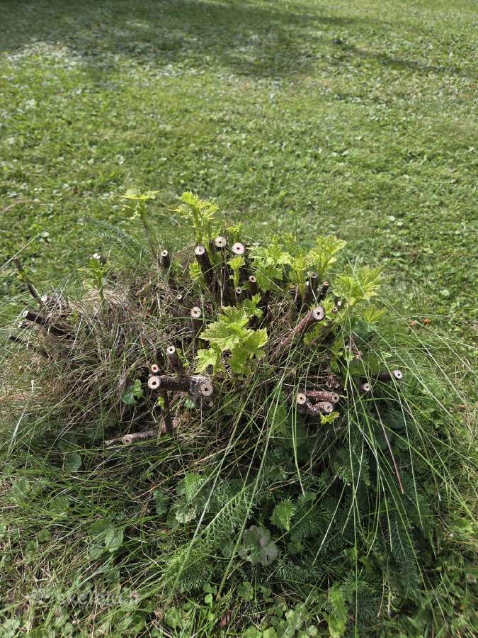 Dovanoju vaiskrūmius - nuotraukos Nr. 5
