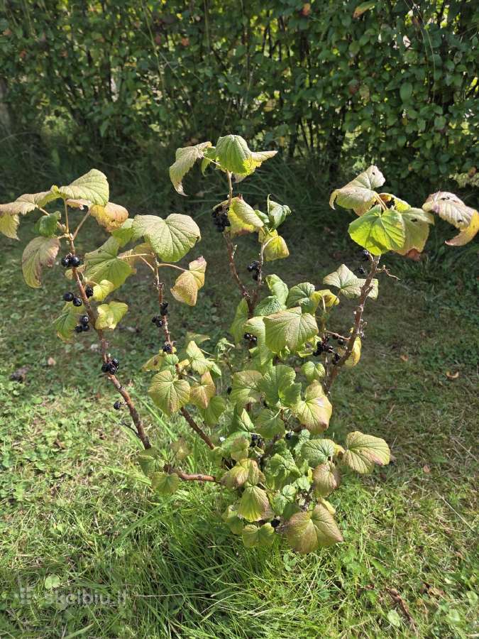 Dovanoju vaiskrūmius - nuotraukos Nr. 2