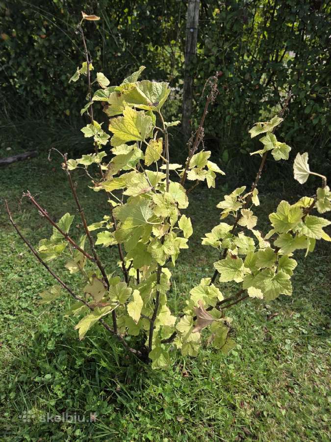 Dovanoju vaiskrūmius - nuotraukos Nr. 4
