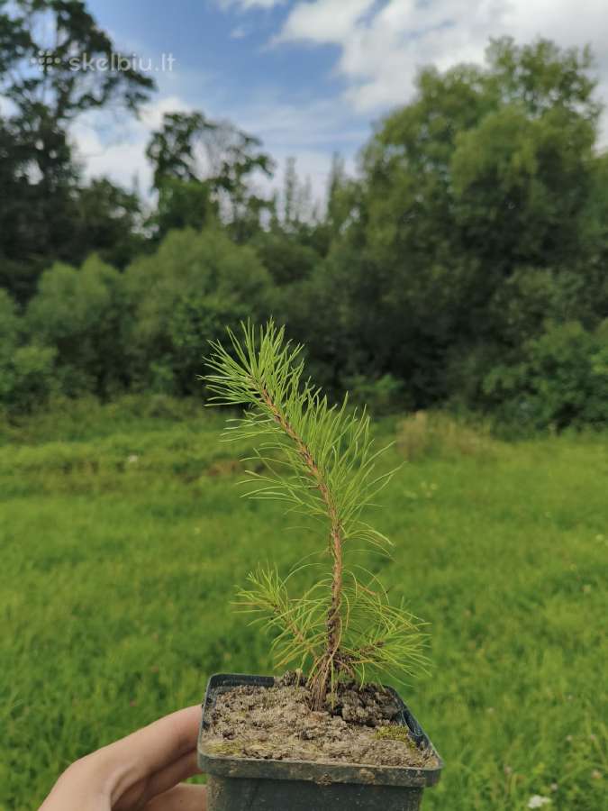 Vakarinės tujos 'Smaragd', Miskantai 'Giganteus' - nuotraukos Nr. 2