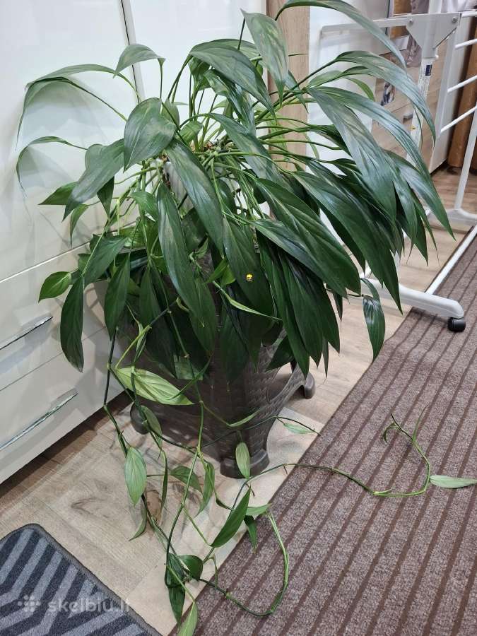 Epipremnum amplissimum - nuotraukos Nr. 2