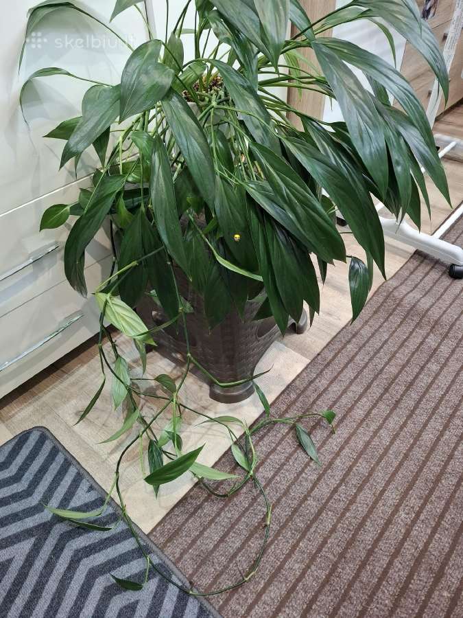 Epipremnum amplissimum - nuotraukos Nr. 3