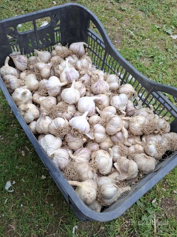 Žieminiai česnakai mėlynieji. - nuotraukos Nr. 2
