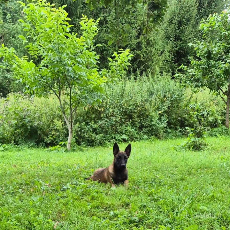 Parduodami Belgų aviganių (Malinua) šuniukai - nuotraukos Nr. 7