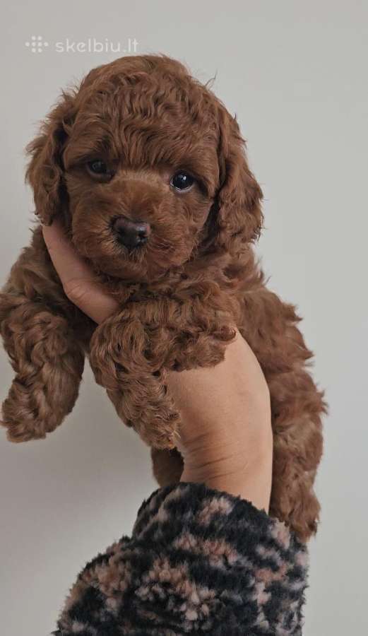 Mini nykstukiniai pudeliukai - nuotraukos Nr. 21