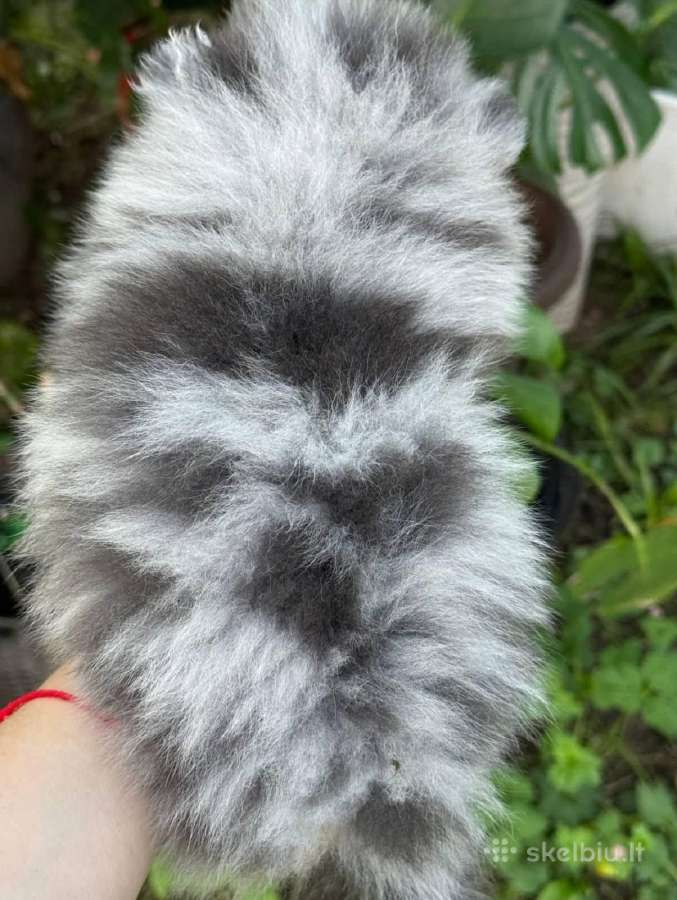 Liko 2 Žydro marmuro mergaitės mėlynomis akim - nuotraukos Nr. 7