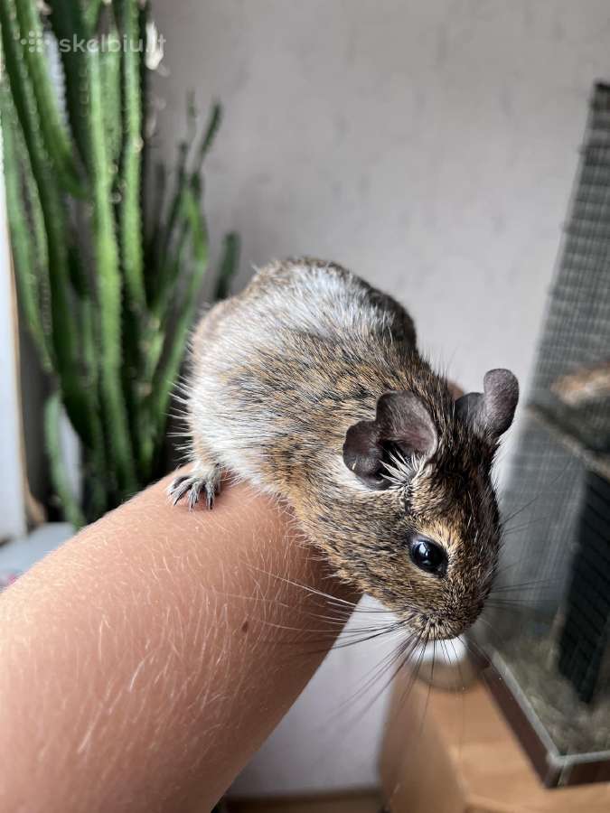 Dovanoju Degu peliukus - nuotraukos Nr. 3