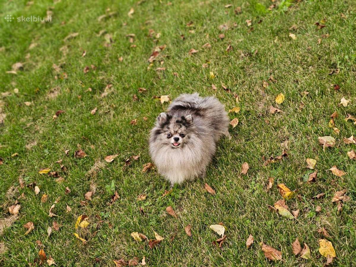 Žydro marmuro Super Mini mėlynomis akim špiciukė - nuotraukos Nr. 14