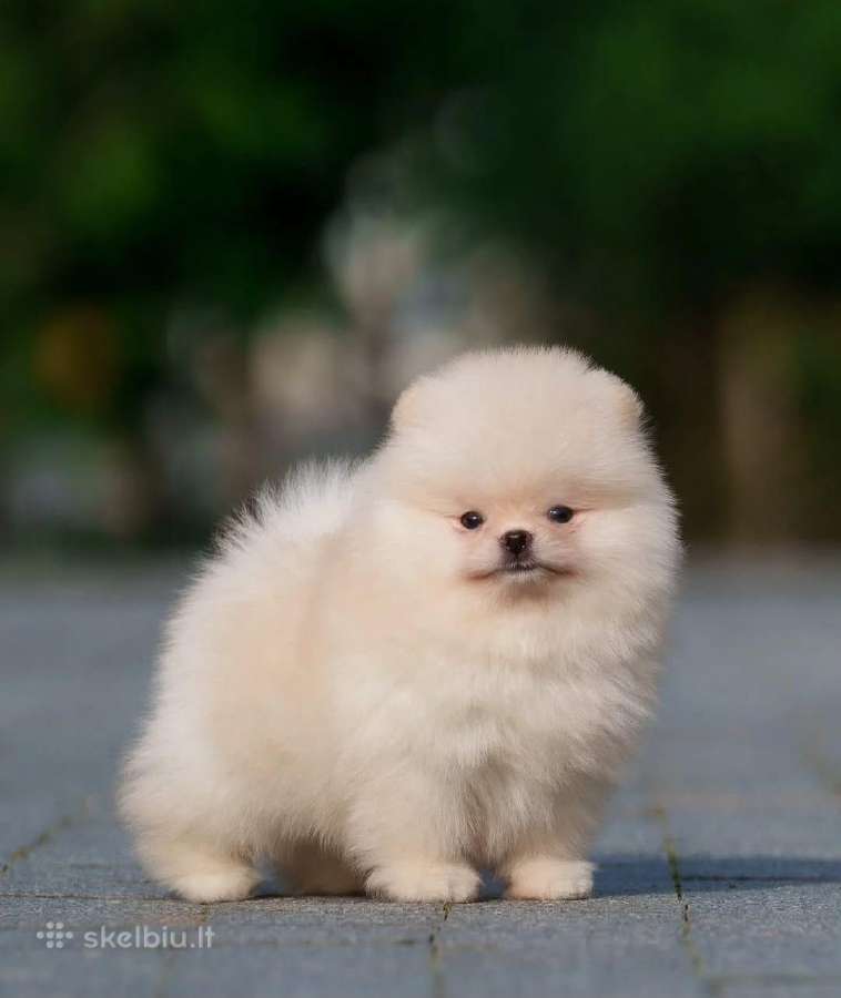 Liko 1 Berniukas mėlynakis mini babyface Boo - nuotraukos Nr. 3