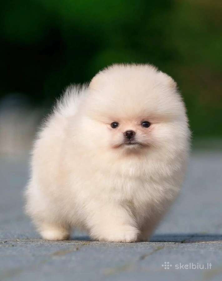 Liko 1 Berniukas mėlynakis mini babyface Boo - nuotraukos Nr. 8