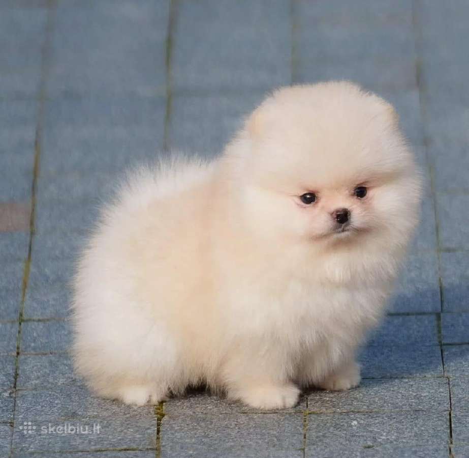Liko 1 Berniukas mėlynakis mini babyface Boo - nuotraukos Nr. 13