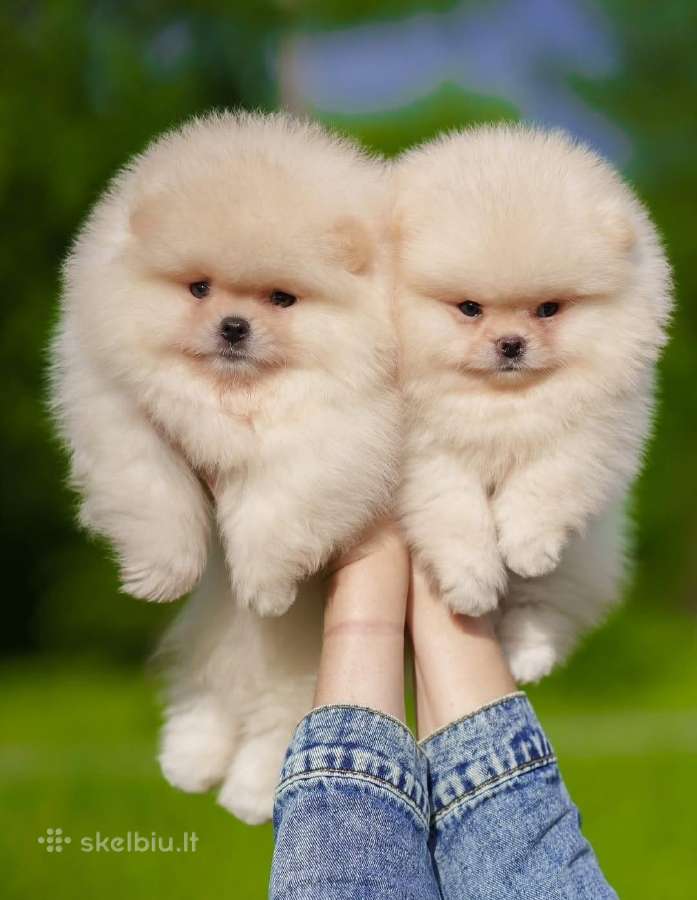 Liko 1 Berniukas mėlynakis mini babyface Boo - nuotraukos Nr. 14