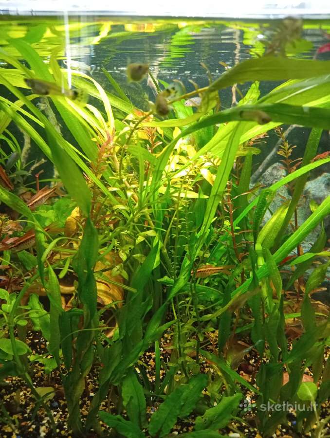 Guppy žuvytes - nuotraukos Nr. 2