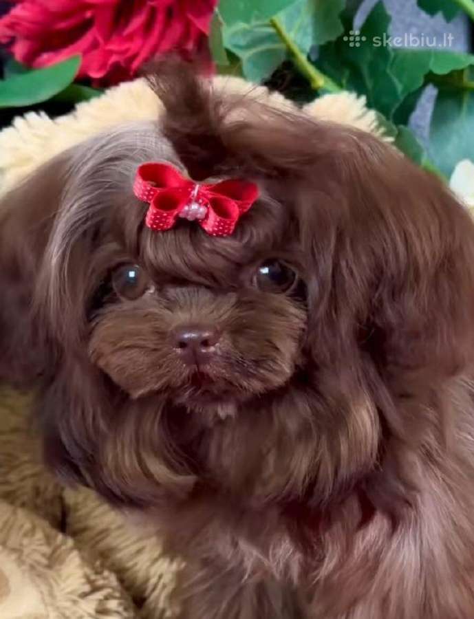 Chocolate bichon - nuotraukos Nr. 2