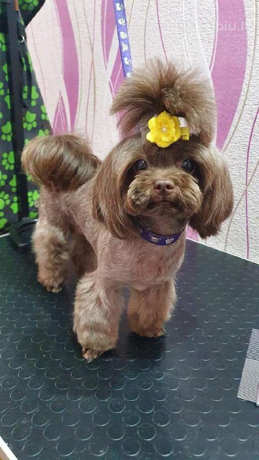 Chocolate bichon - nuotraukos Nr. 3