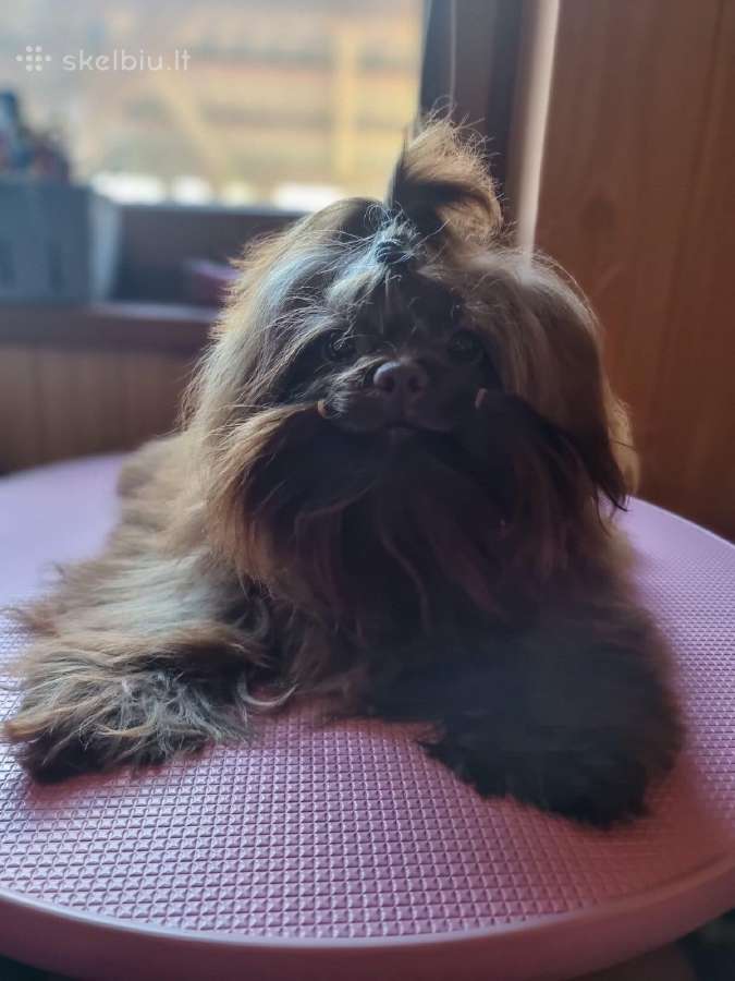 Chocolate bichon - nuotraukos Nr. 4